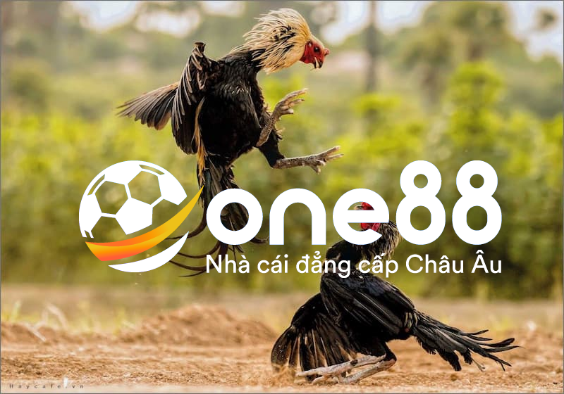 Cách đặt cược thắng thưởng đá gà One88